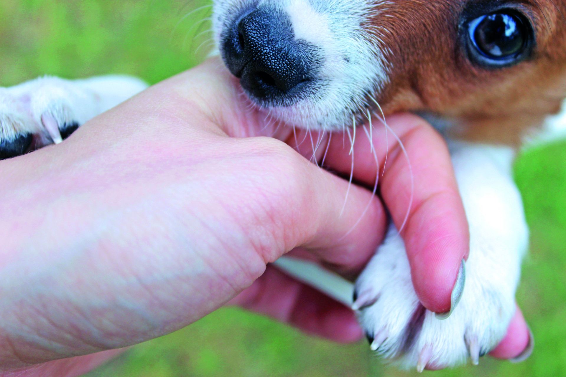 Chi Sono I Cani Morsicatori Quattrozampe