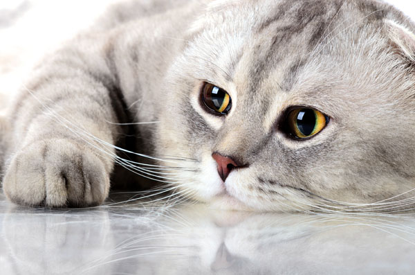 costo della chirurgia del gatto per blocco urinario costo della chirurgia del gatto per blocco urinario