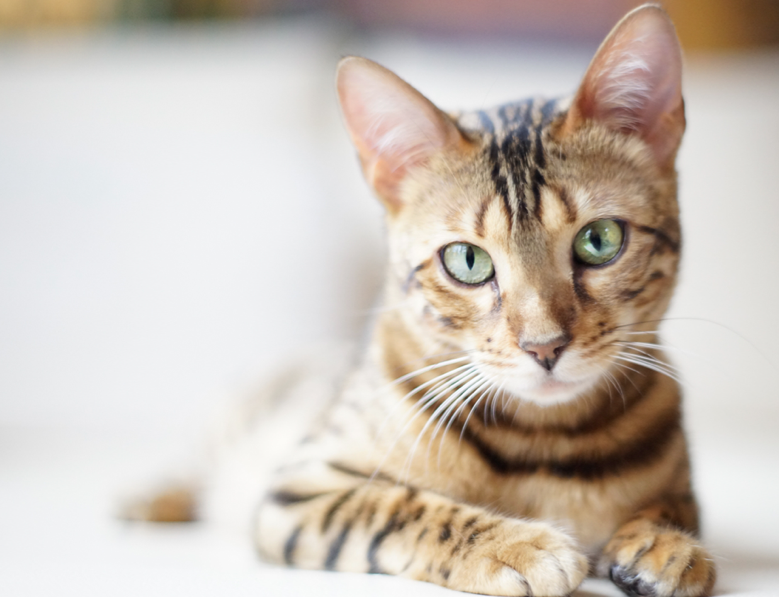 Come pulire le orecchie del gatto Quattro Zampe