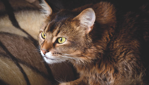 Come Avvicinarsi Ad Un Gatto Spaventato Quattro Zampe