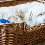 dove-deve-dormire-il-cane