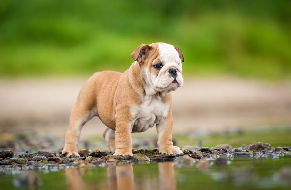 Insegnare A Un Cucciolo A Non Mordere Quattro Zampe