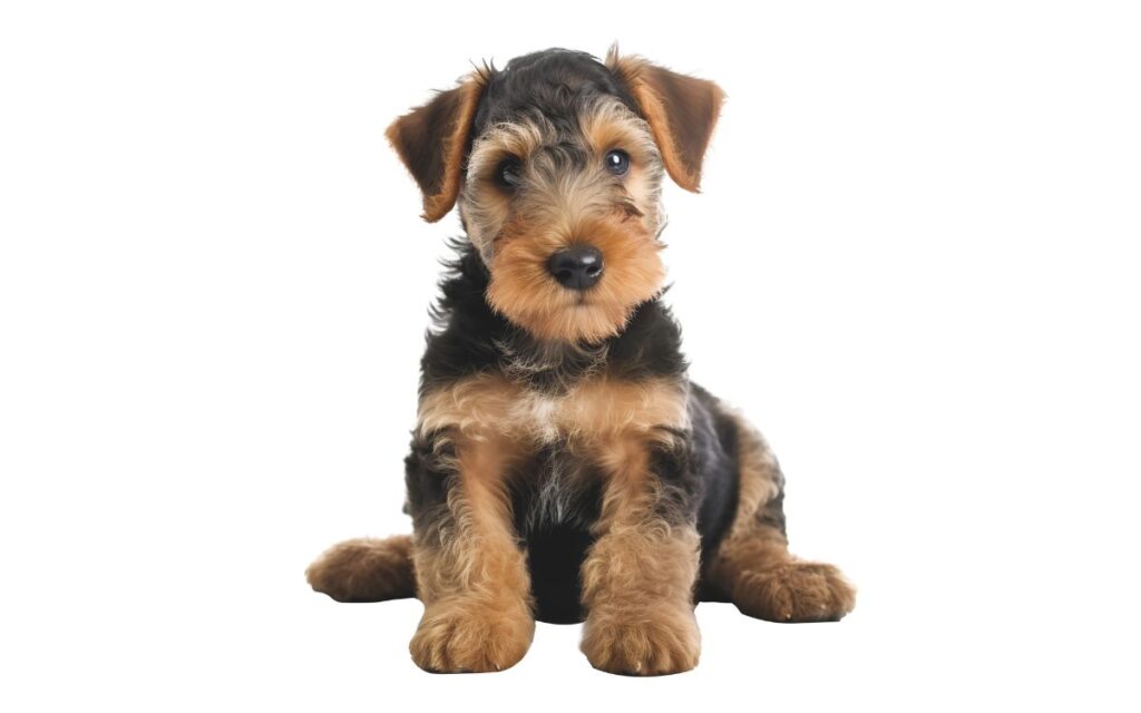 Airedale Terrier