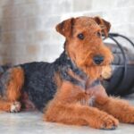 Airedale Terrier