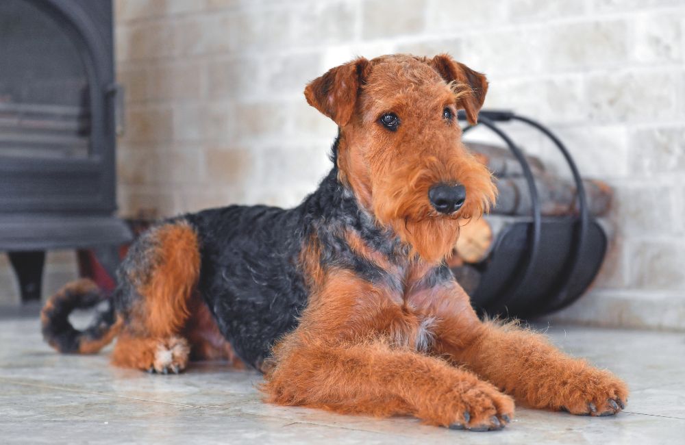 Airedale Terrier