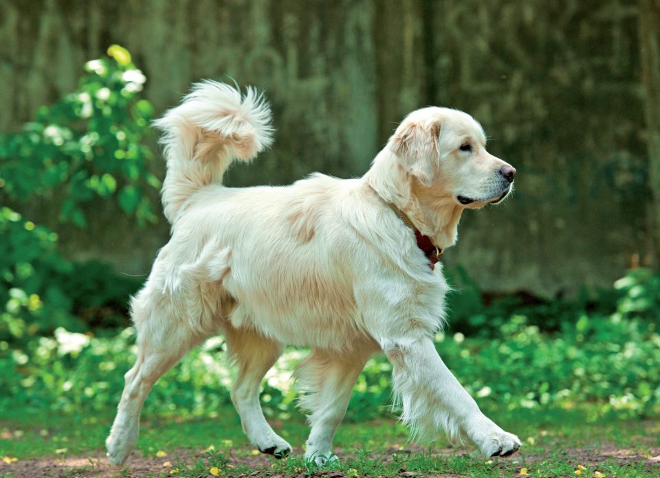 Golden Retriever Vivere Con Langelo Biondo Quattro Zampe