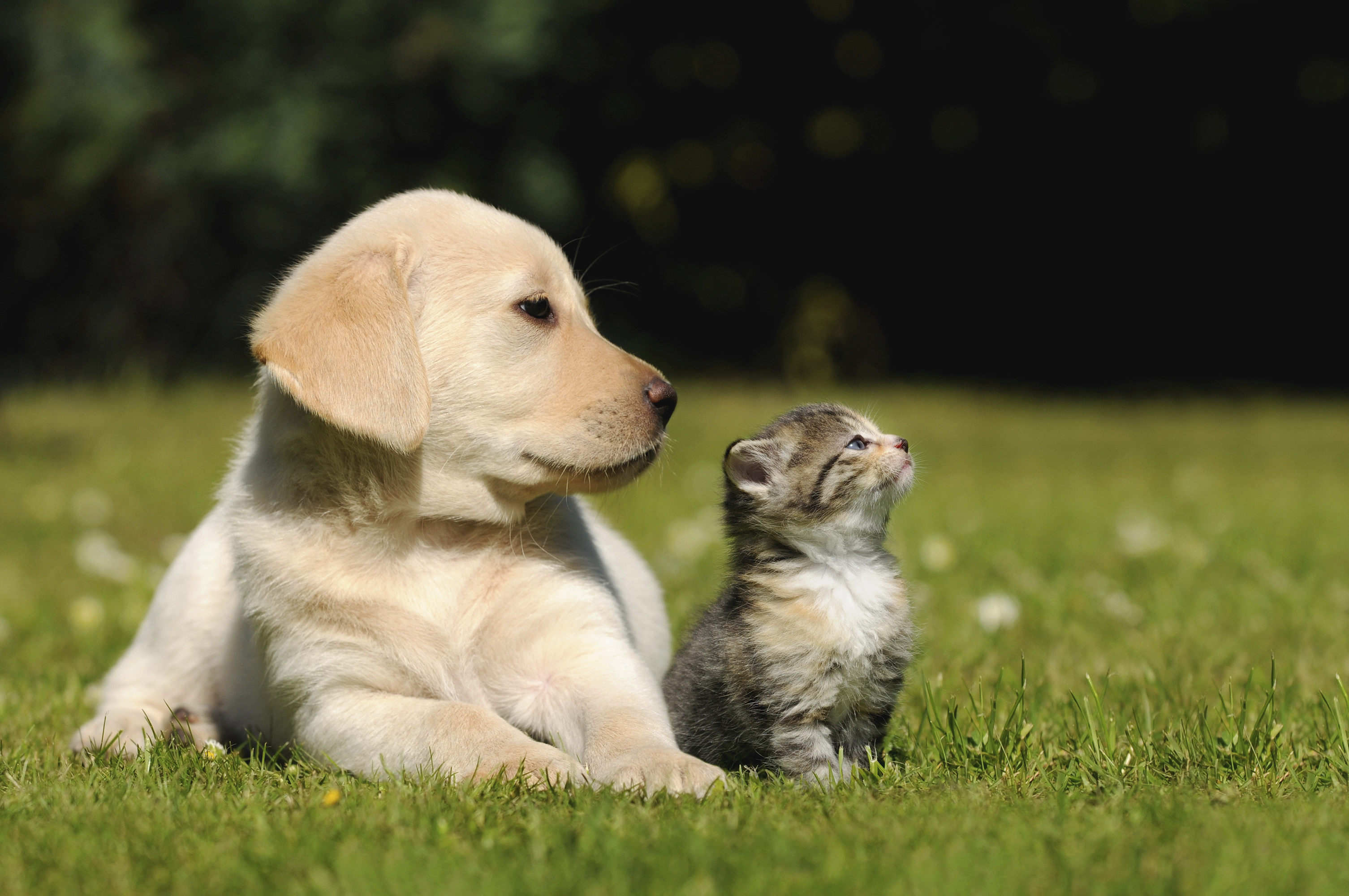 cane giardia minzione frequente