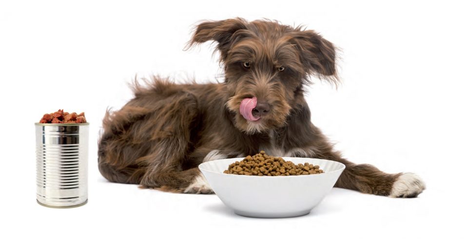 Cibo Migliore Per Cani E Gatti Come Scegliere Quattro Zampe