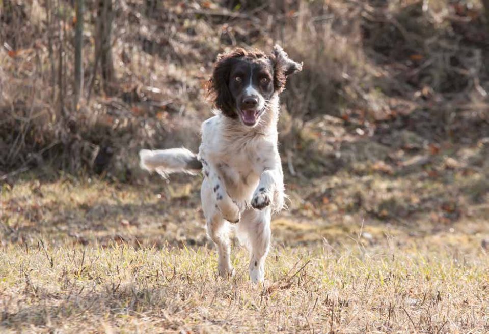 Giocare Con Il Cane Sport Per Cani Da Caccia