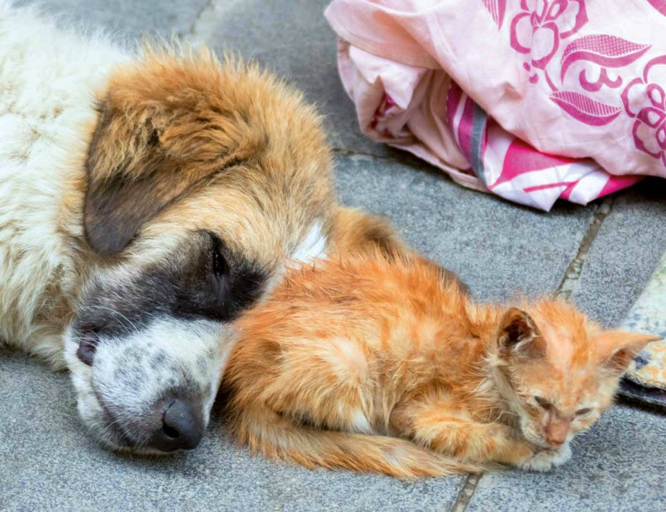 Randagismo Quanti Sono Cani E Gatti Randagi