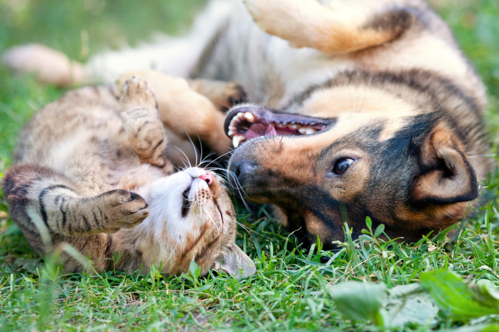 antiparassitario cani gatti