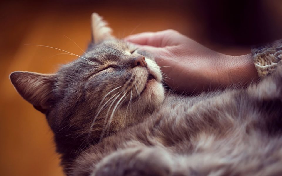 Accarezzatore Di Gatti Cercasi Dublino Irlanda Quattro Zampe