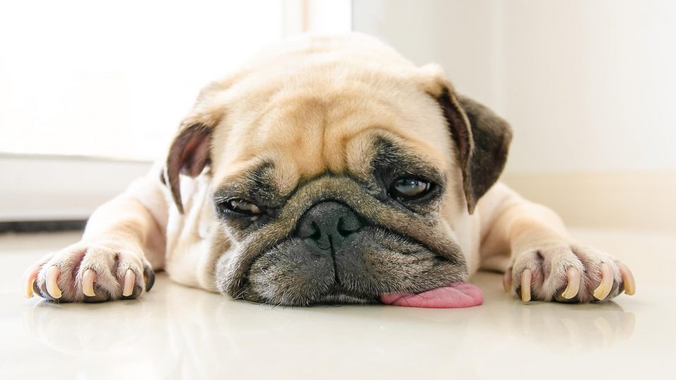 cisti nella prostata del cane video cisti nella prostata del cane video