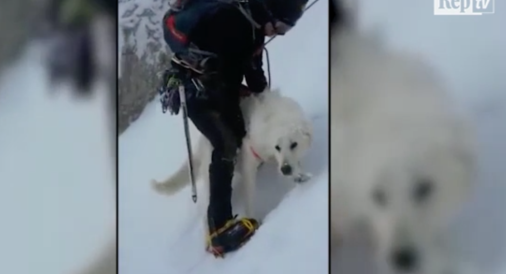 Cane Salvato Sul Terminillo Da Corpo Nazionale Soccorso Alpino E Speleologico Quattrozampe 0190