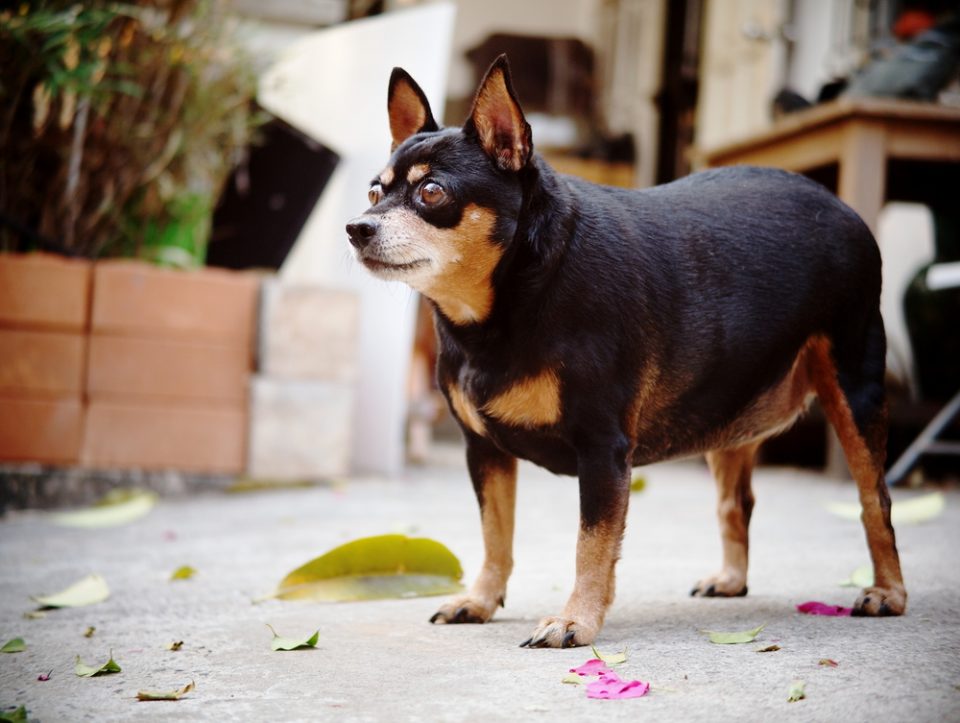 La Sindrome Di Cushing Nei Cani Di Piccola Taglia Quattro