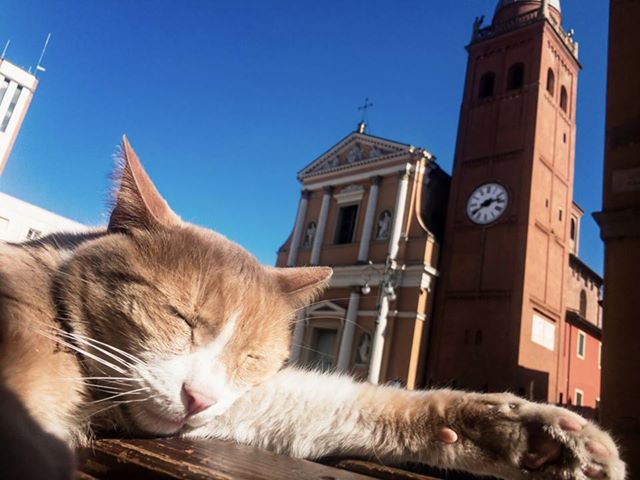 La storia di Re Gino, il sovrano felino di San Giovanni in Persiceto