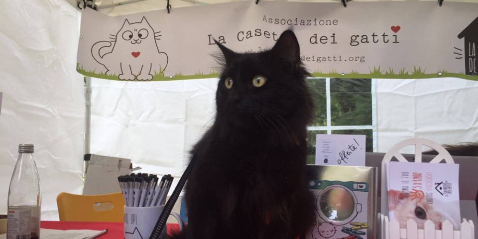 La Casetta Dei Gatti Unoasi Gattile A Roma Sud Quattro Zampe