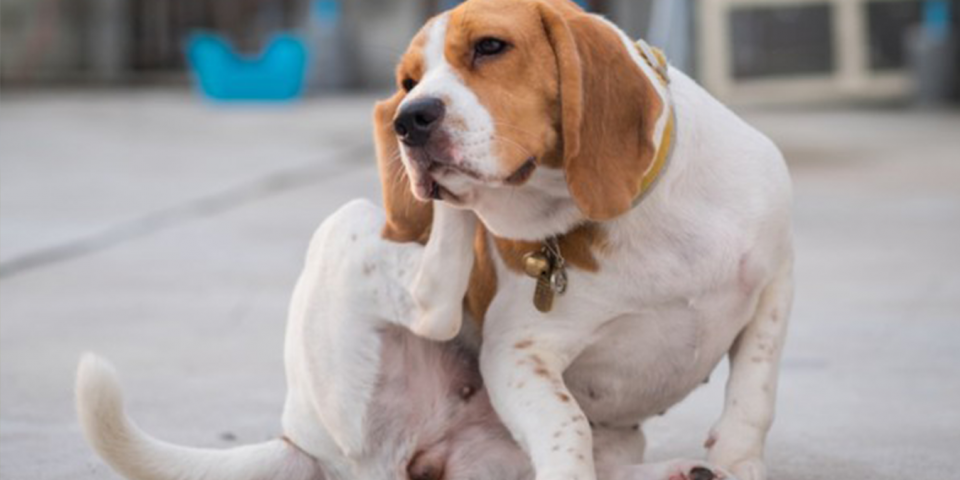 Dermatite Malassezia Nel Cane Sintomi E Cura Quattro Zampe