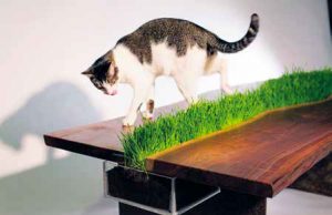 Arredamento per cani e gatti senza rinunciare al design