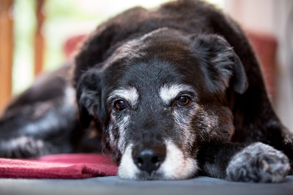 Artrosi e neurodegenerazione nel cane: i consigli dei Veterinari Anmvi