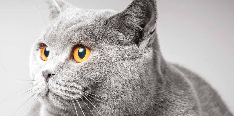 British Shorthair Razza Carattere E Caratteristiche Fisiche