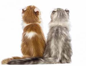 american curl