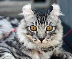 american curl