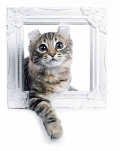 american curl