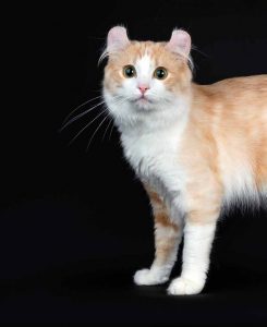 american curl