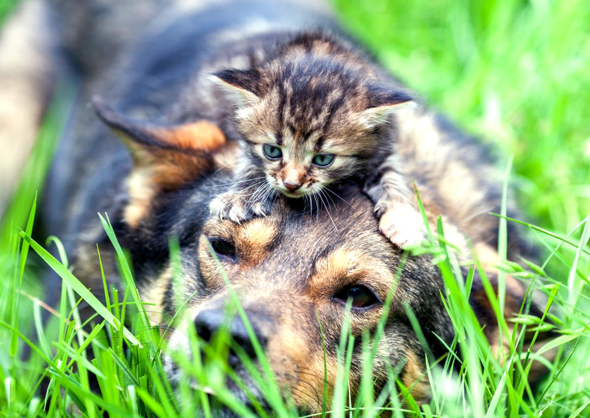 Come Scegliere Il Cucciolo Di Gatto Per La Famiglia Quattro Zampe