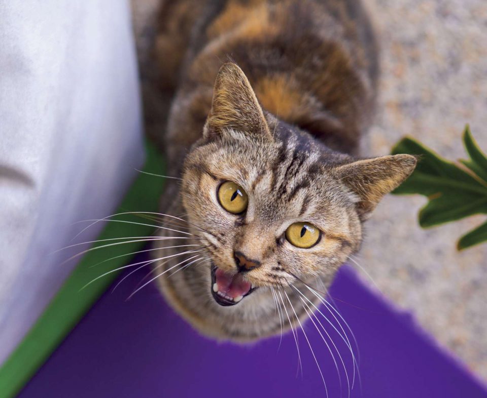 SCARICA MIAGOLIO GATTO