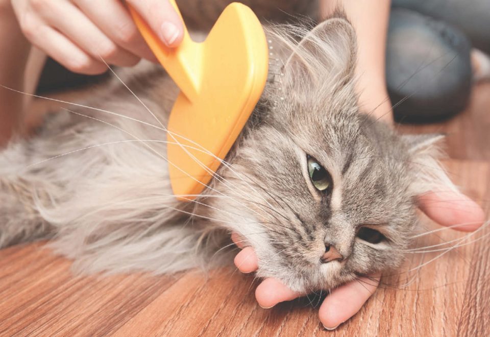 minzione frequente e bere cane anziano minzione frequente e bere cane anziano