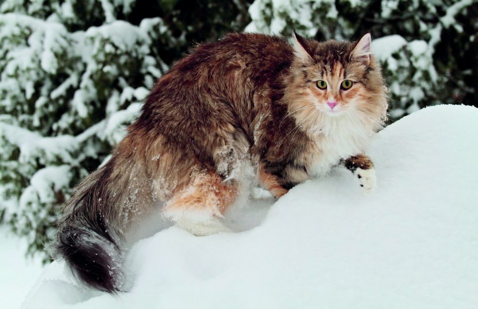 Il Norvegese Gatto Delle Foreste Che Ama La Vita Domestica
