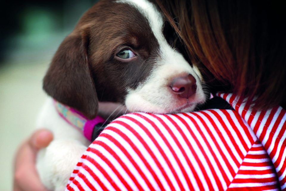 Cosa Fare Se Il Cane Ha Paura Quattro Zampe