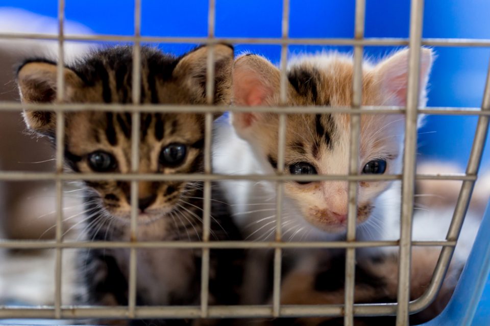 Gran Bretagna Stop Alla Vendita Di Cuccioli Di Cane E Gatto Nei