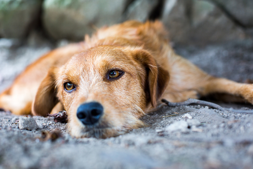 La fidanzata non vuole cani, Sam e Cosmo salvati dall'eutanasia