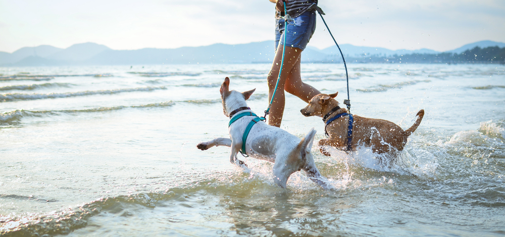 La fidanzata non vuole cani, Sam e Cosmo salvati dall'eutanasia