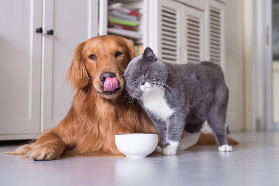 Schesir 20 Anni Di Solidarietà Per Aiutare Cani E Gatti Quattro