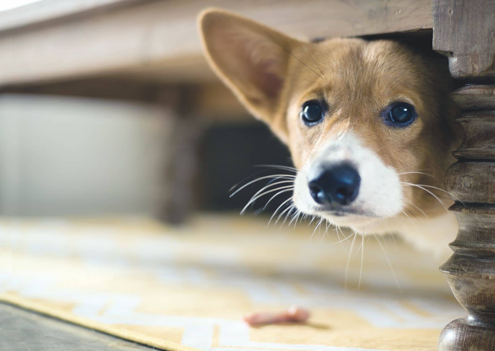 Ecco 7 paure e fobie più comuni nei cani