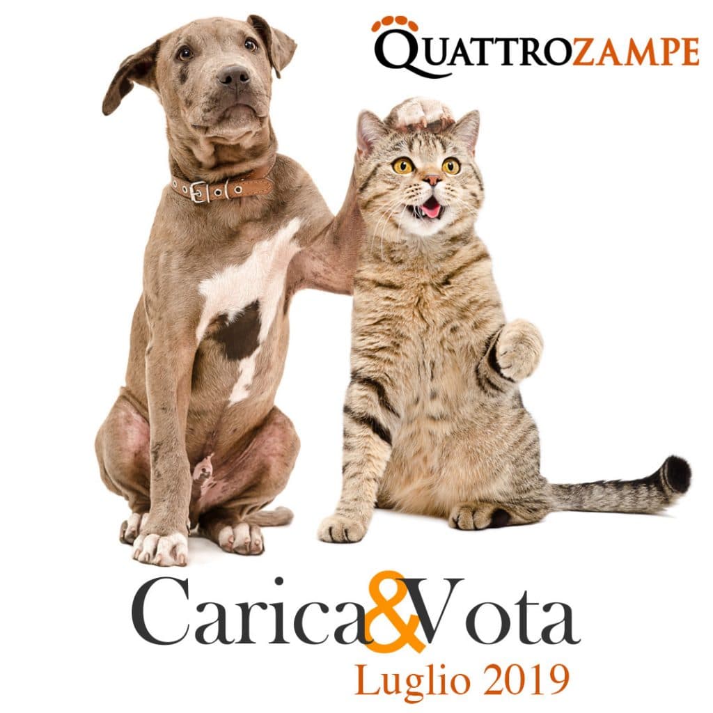 Quattro Zampe La Rivista Leader Sul Mondo Degli Animali Da Compagnia