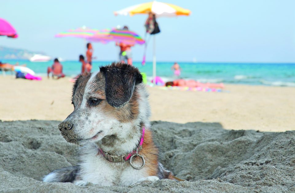 Tutti Al Mare E Al Lago Quattro Zampe