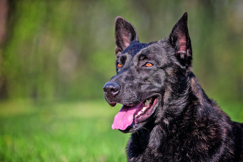 Pastore Olandese Dutch Shepherd Quattro Zampe
