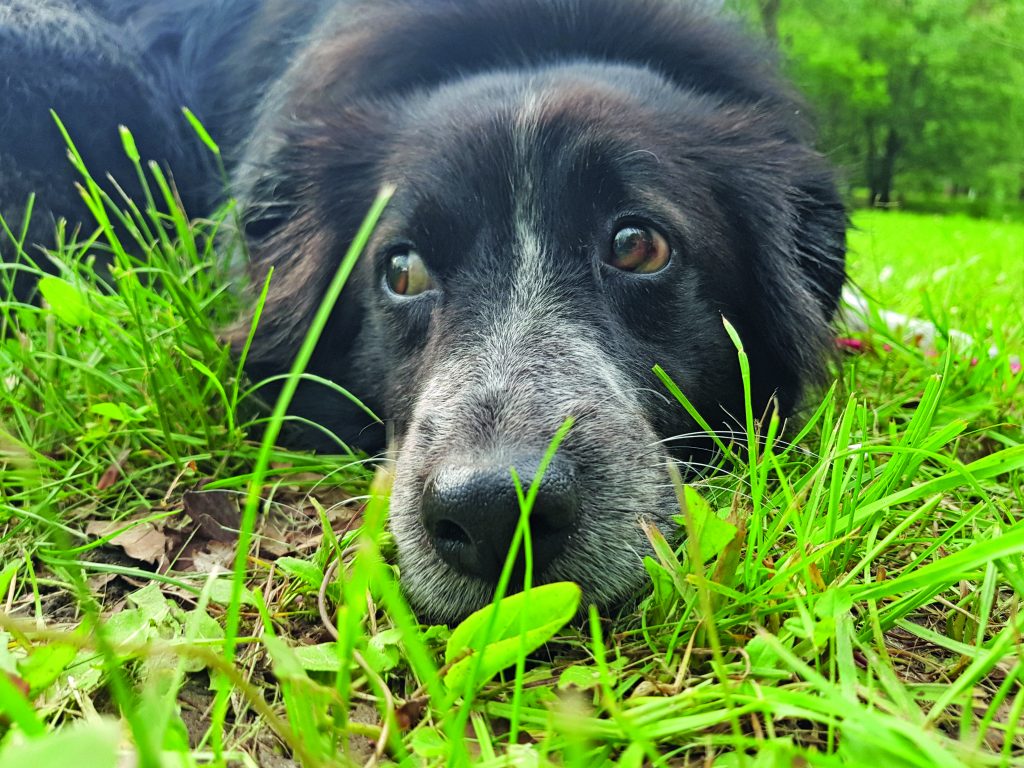 Il lago di San Domenico, paradiso pet friendly