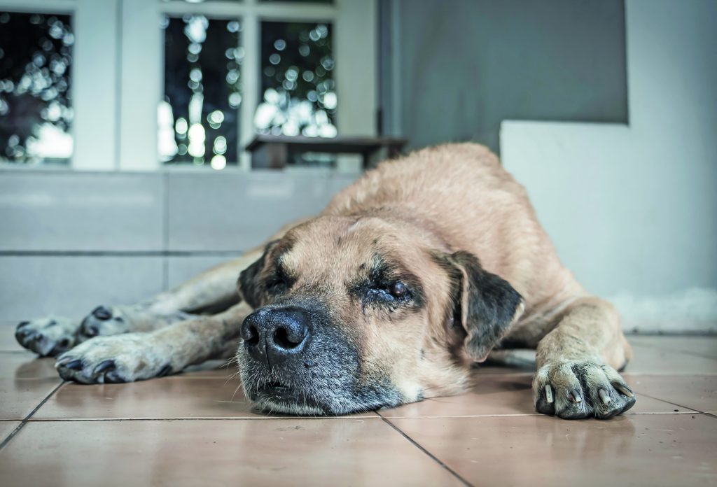 È reato ignorare un cane che sta male