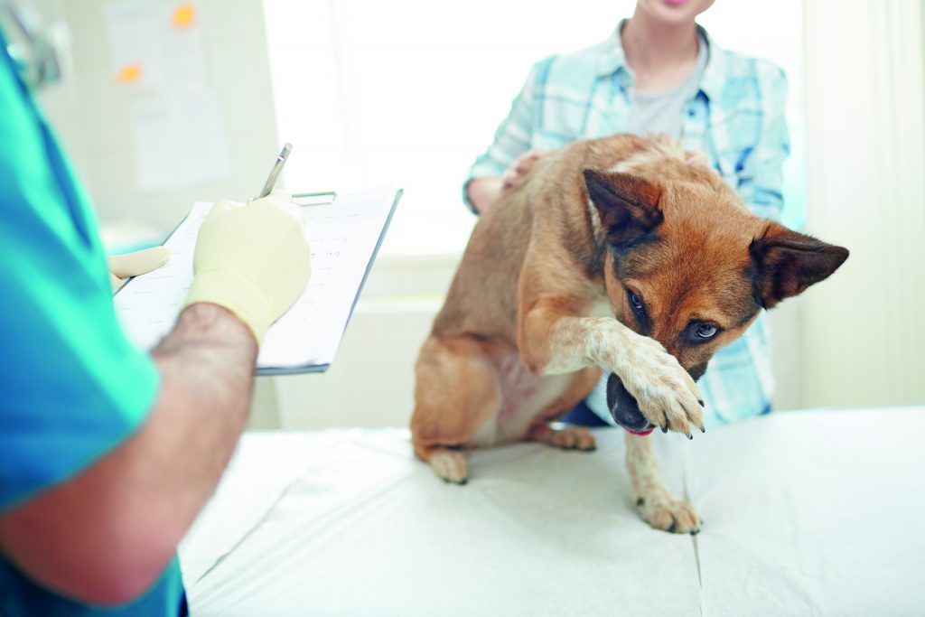 È reato ignorare un cane che sta male