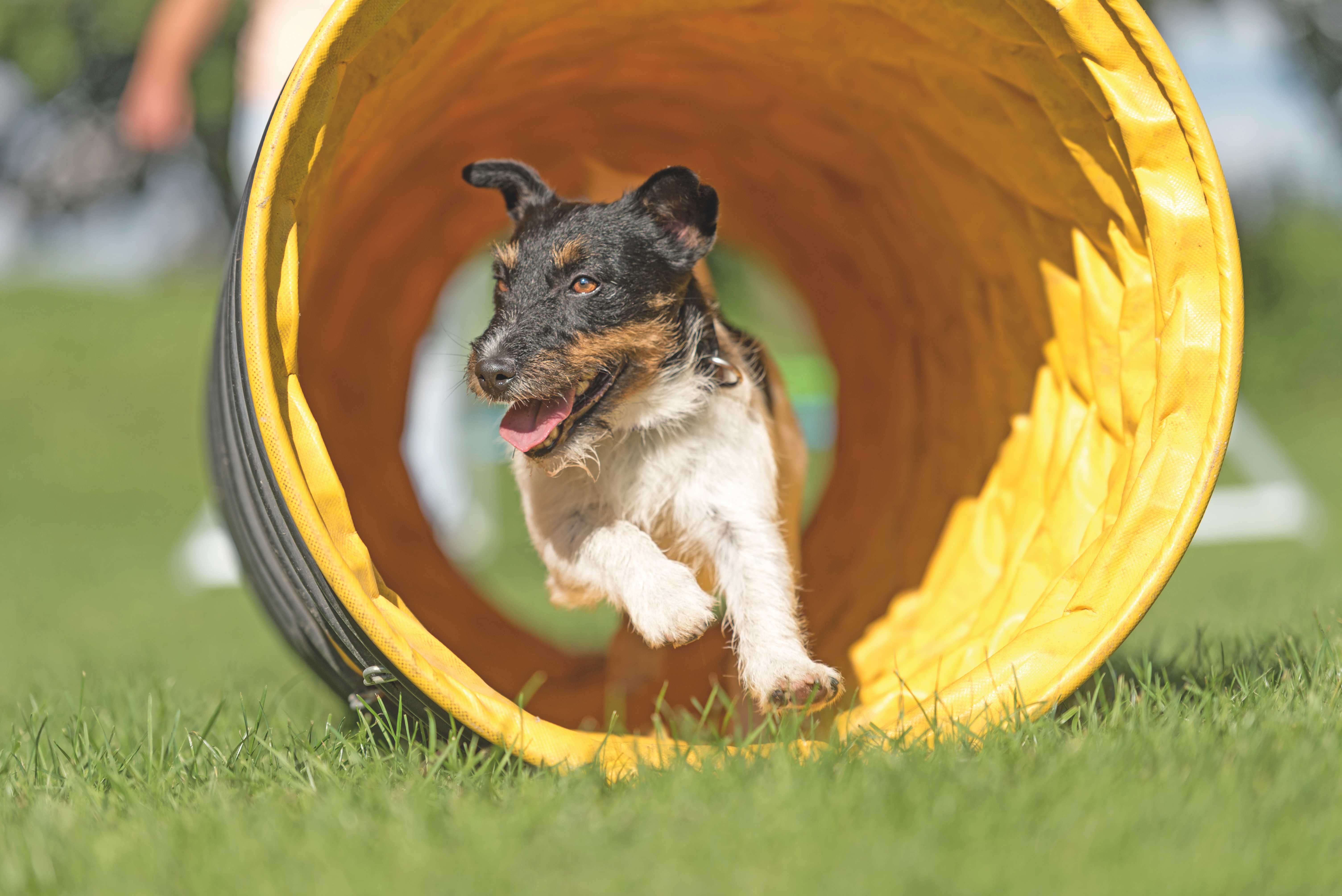 Ma E Vero Che Le Risposte Alle Domande Piu Comuni Sul Comportamento Dei Cani Quattro Zampe