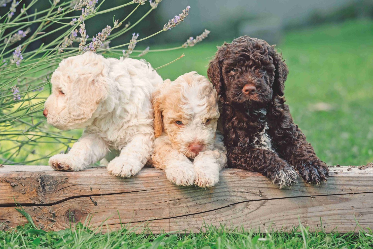 Lagotto Romagnolo Quattro Zampe