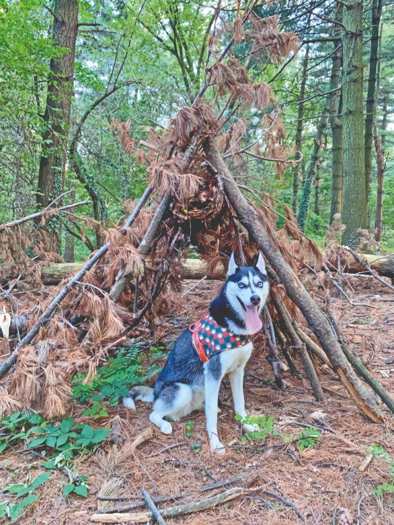 Cani liberi e felici