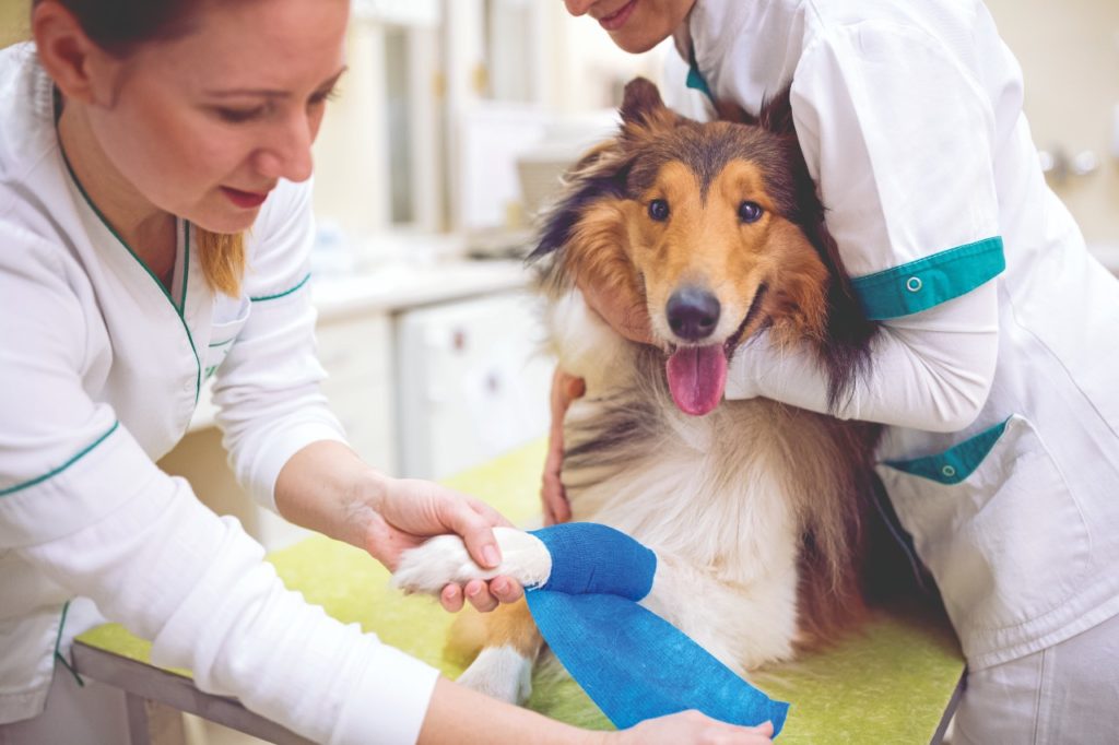 Pronto soccorso per pet