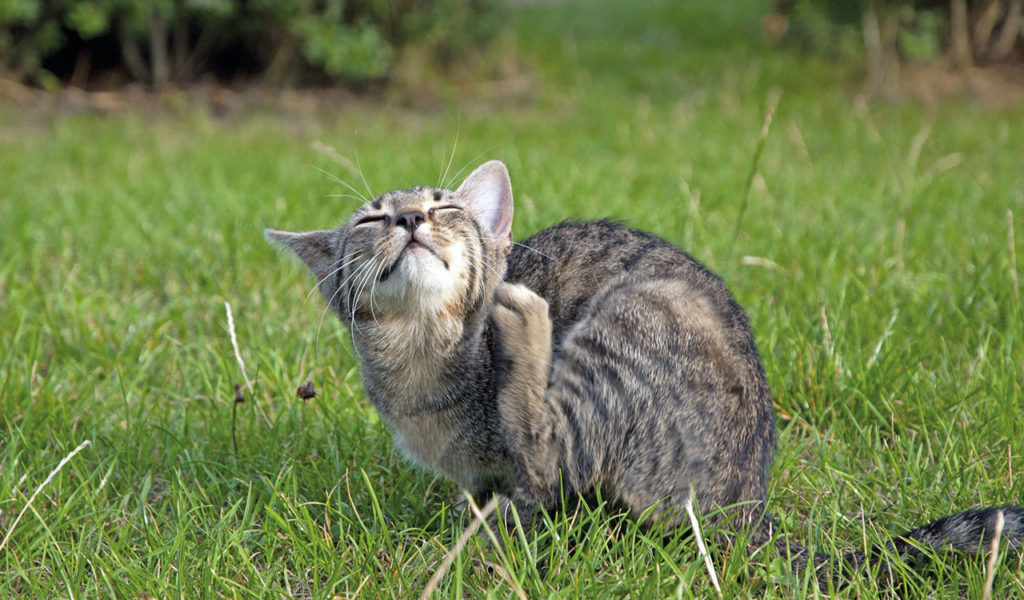 Problemi dermatologici di Fido e Micio